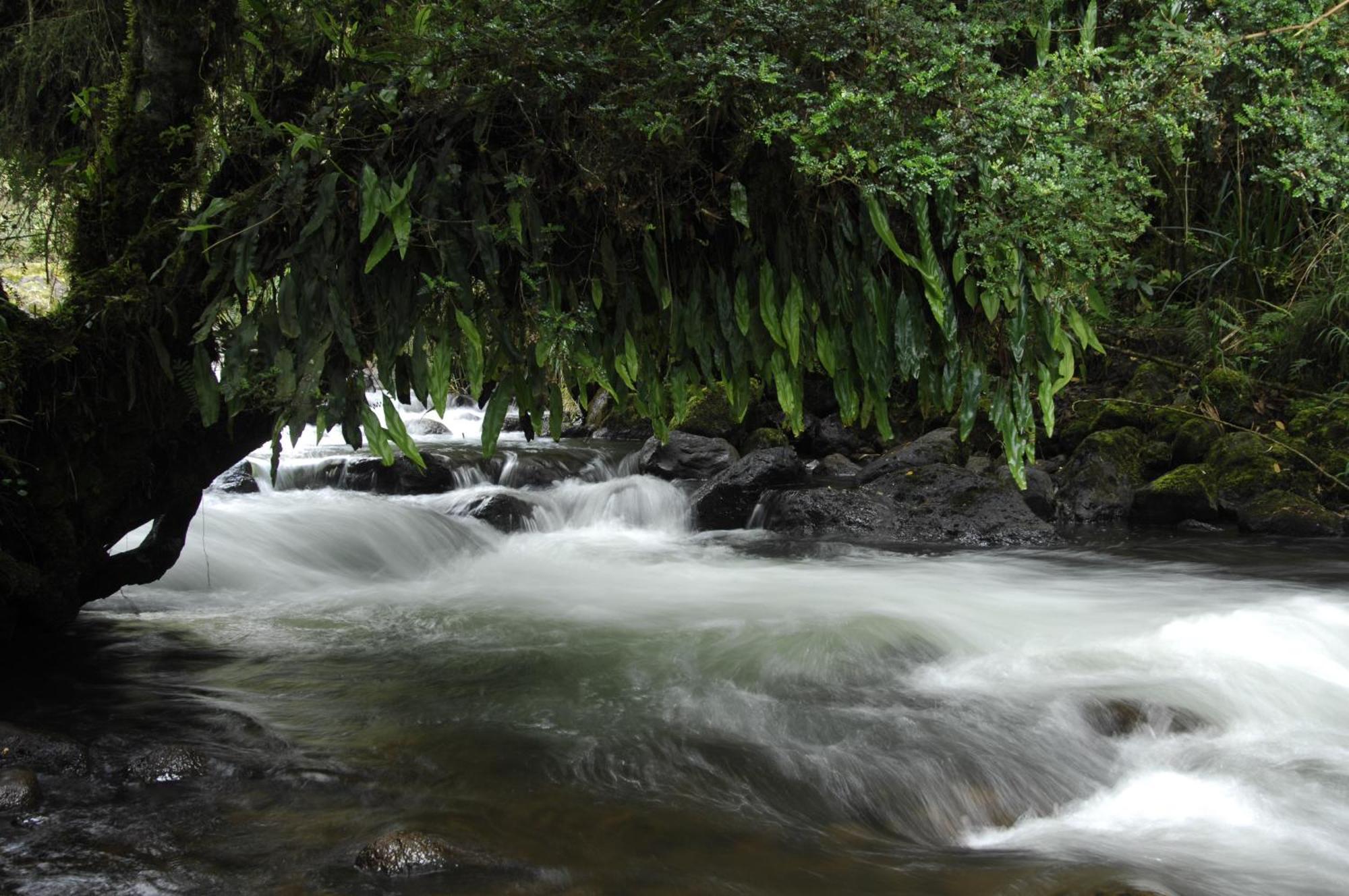Termas De Papallacta Eksteriør billede A river in the rain forest